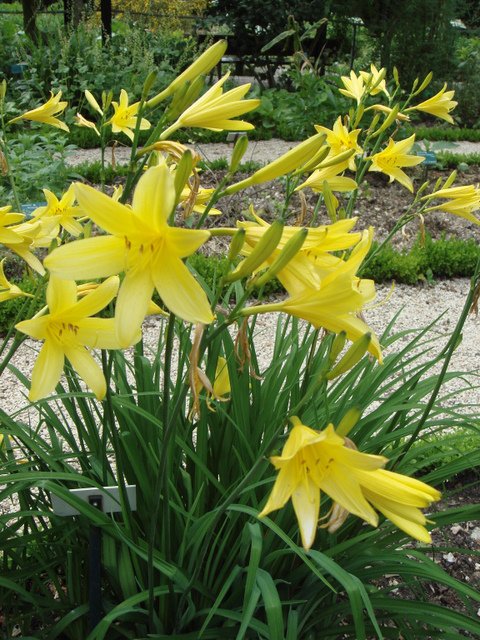 Hemerocallis lilio-asphodelus